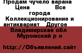 Продам чучело варана. › Цена ­ 15 000 - Все города Коллекционирование и антиквариат » Другое   . Владимирская обл.,Муромский р-н